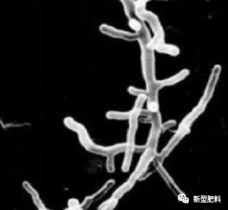 1607648207711861.png 微生物肥料