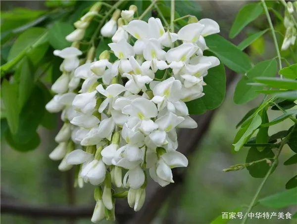 槐花饼