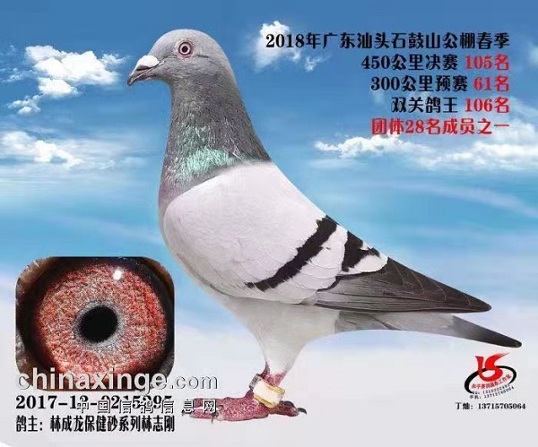 漳州信鸽比赛