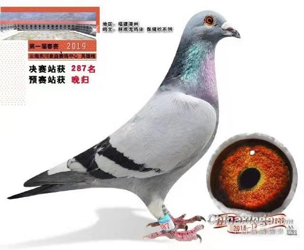 漳州信鸽比赛