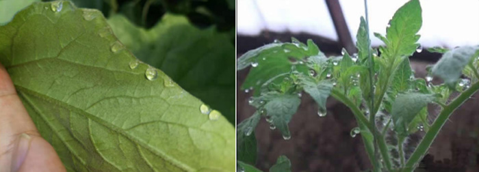 细菌性病害
