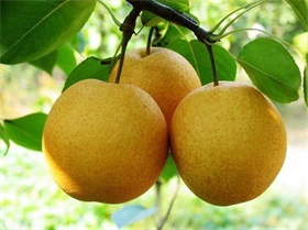 翠冠梨
