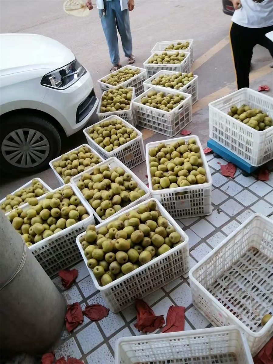 红心猕猴桃
