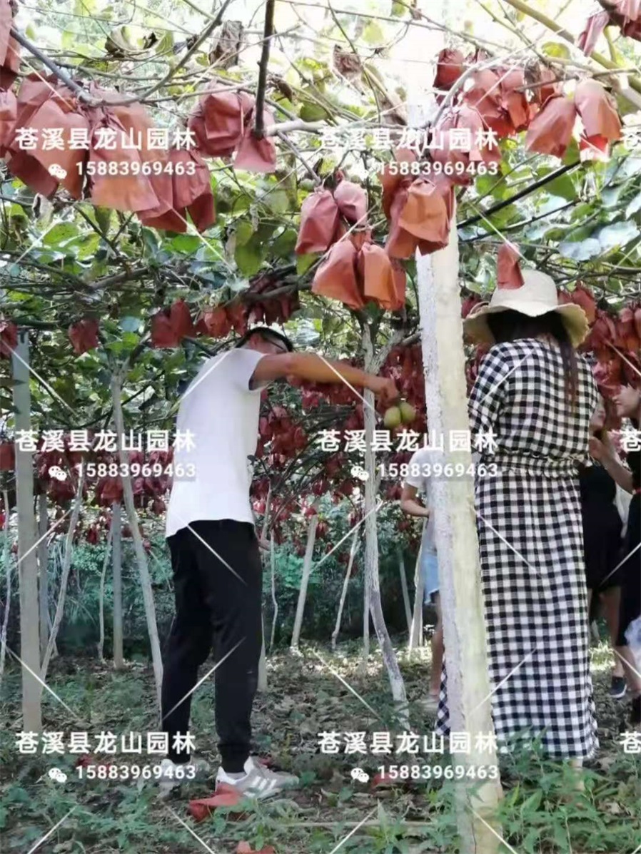 红心猕猴桃