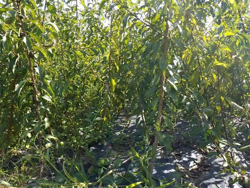 板栗苗