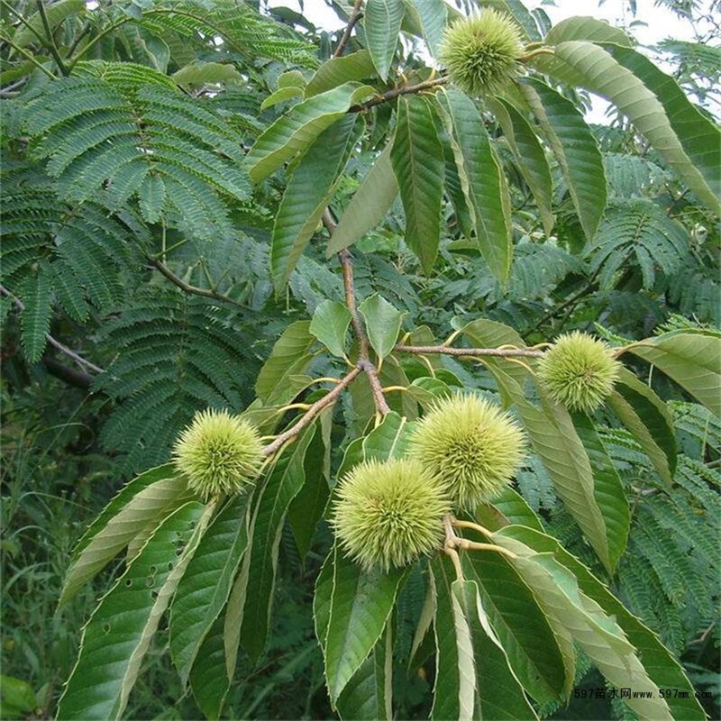 板栗苗