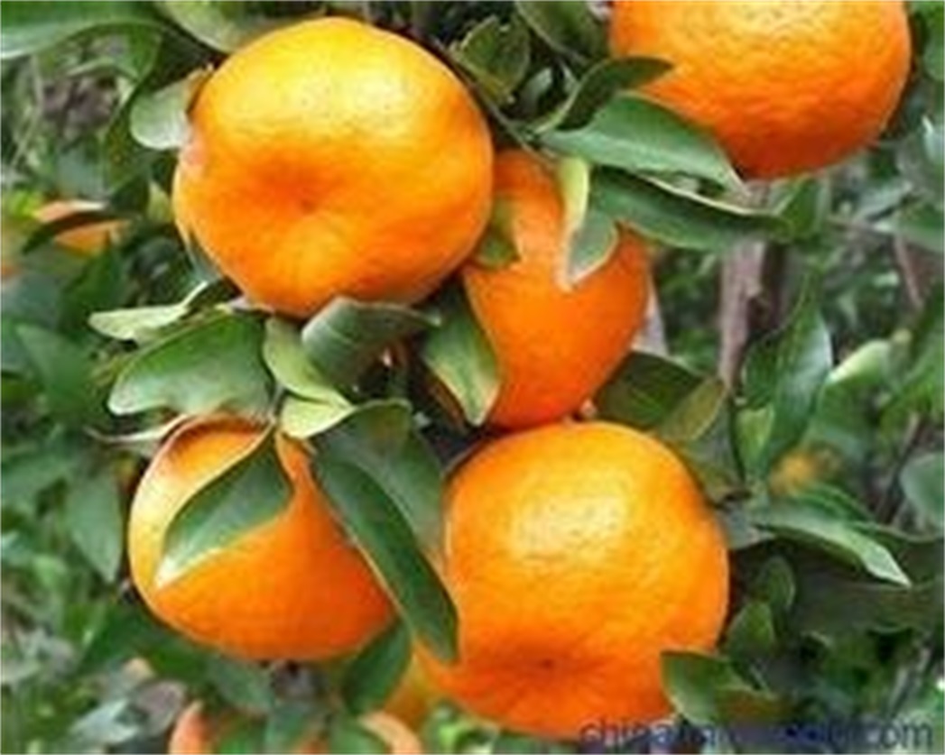 柑橘苗