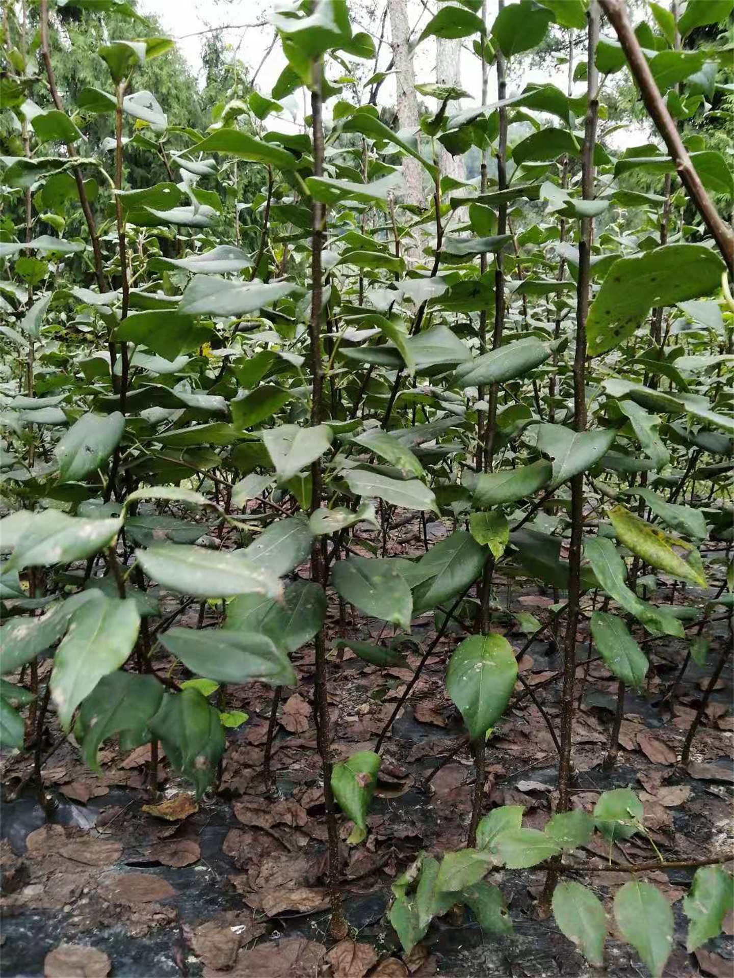 梨苗