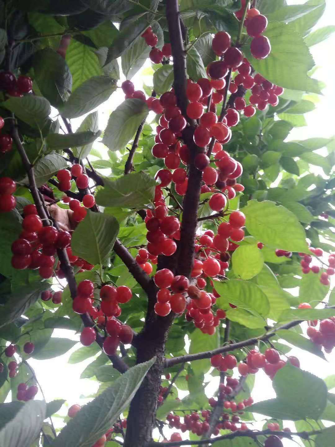 樱桃苗