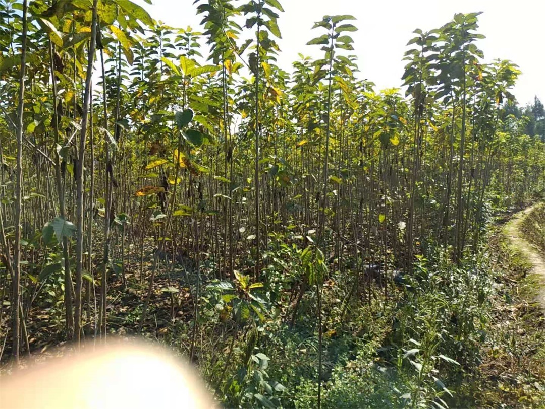樱桃苗
