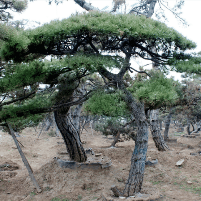 造型黑松