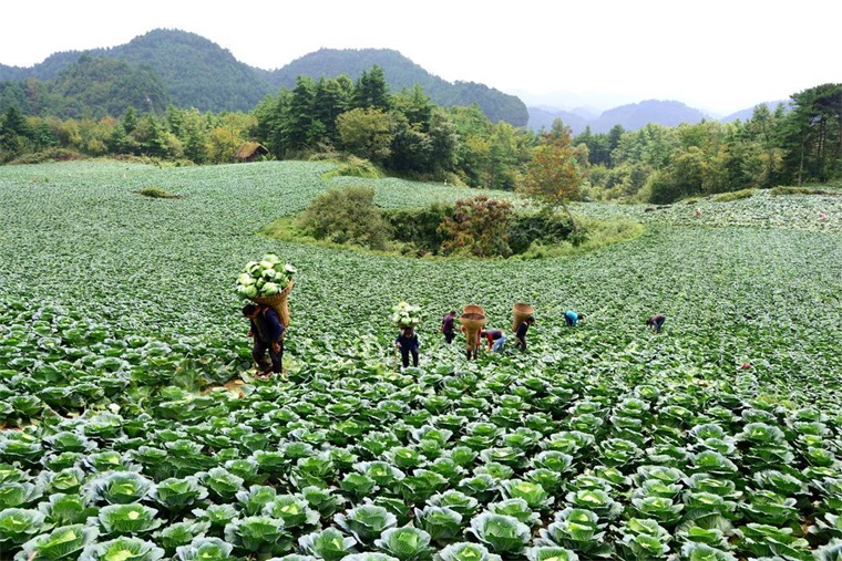 甘蓝