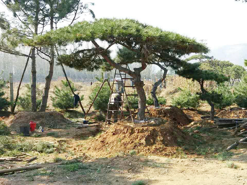 景观松