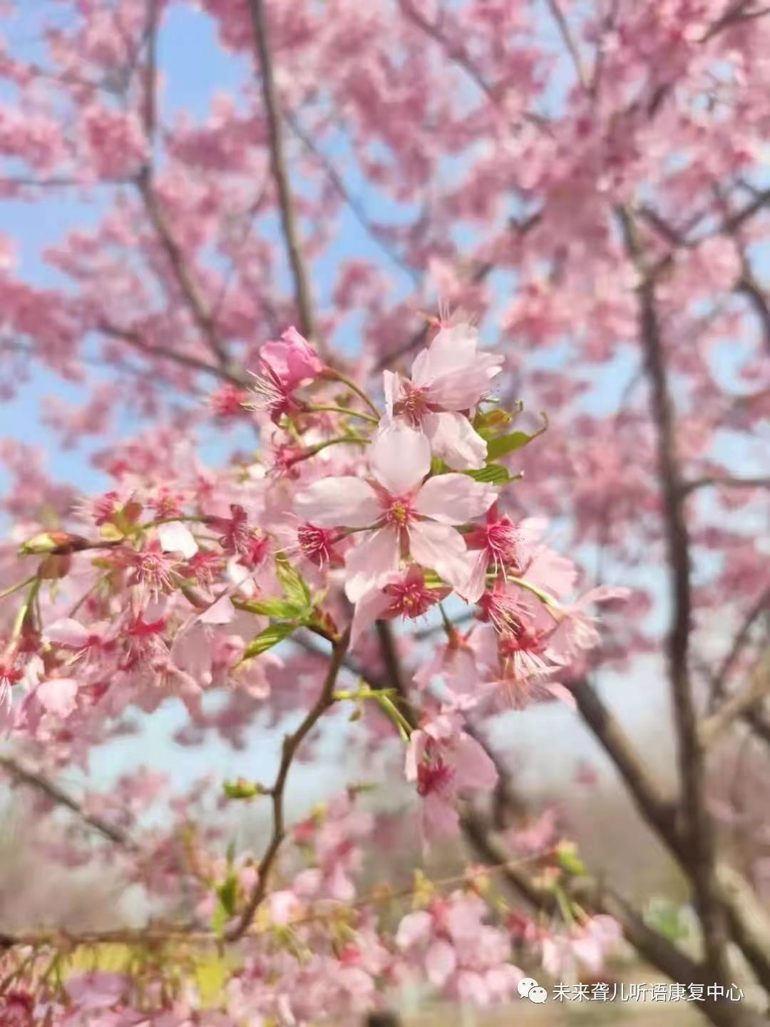 三八“女神”节，未来听障儿童听语康复中心特教老师黄河樱花风情游
