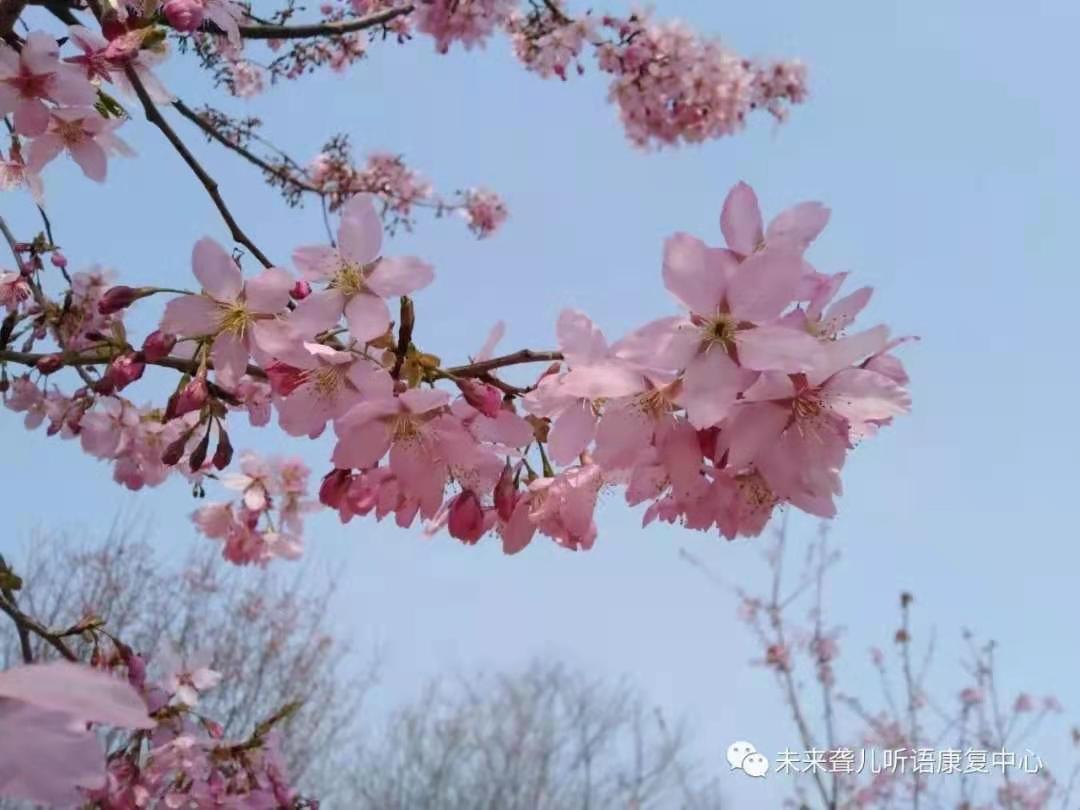 三八“女神”节，未来听障儿童听语康复中心特教老师黄河樱花风情游