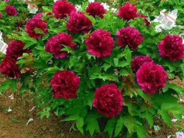 人和花卉苗木基地