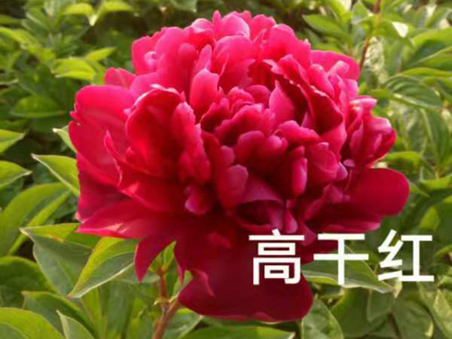 盘锦人和花卉苗木基地