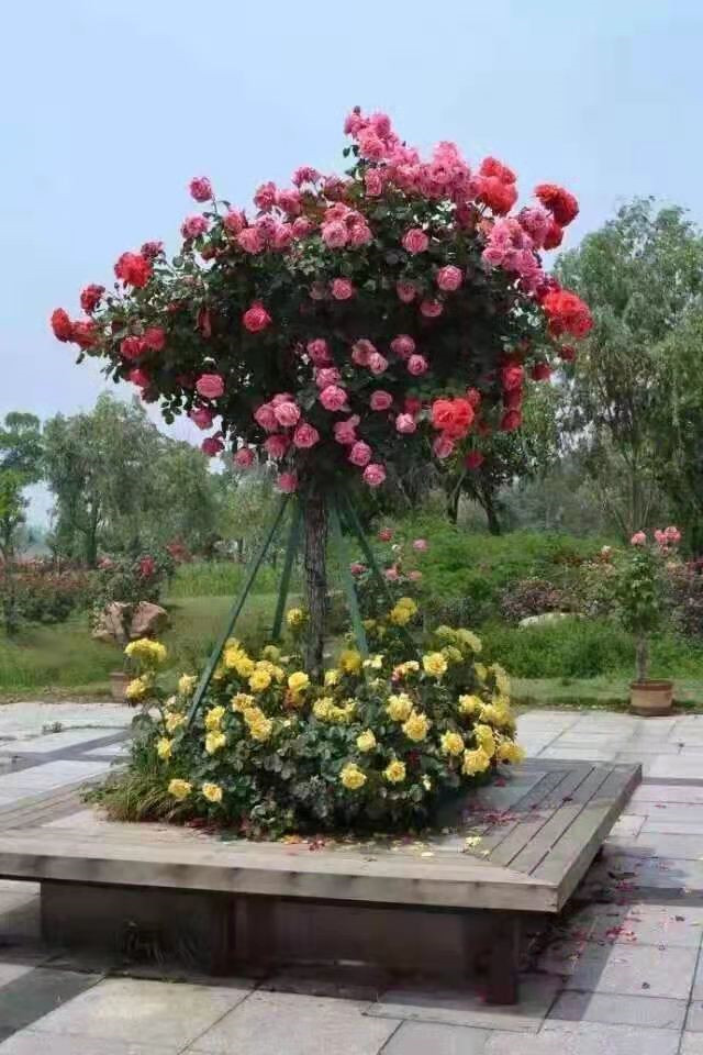 人和花卉苗木基地