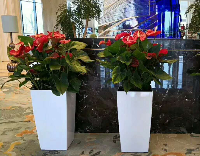 盘锦人和花卉苗木基地