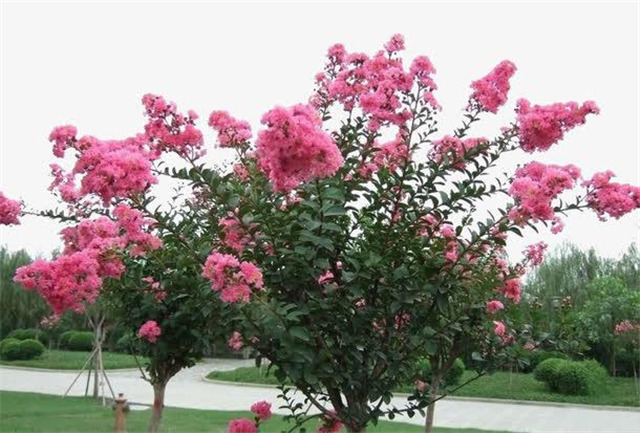 盘锦花卉基地