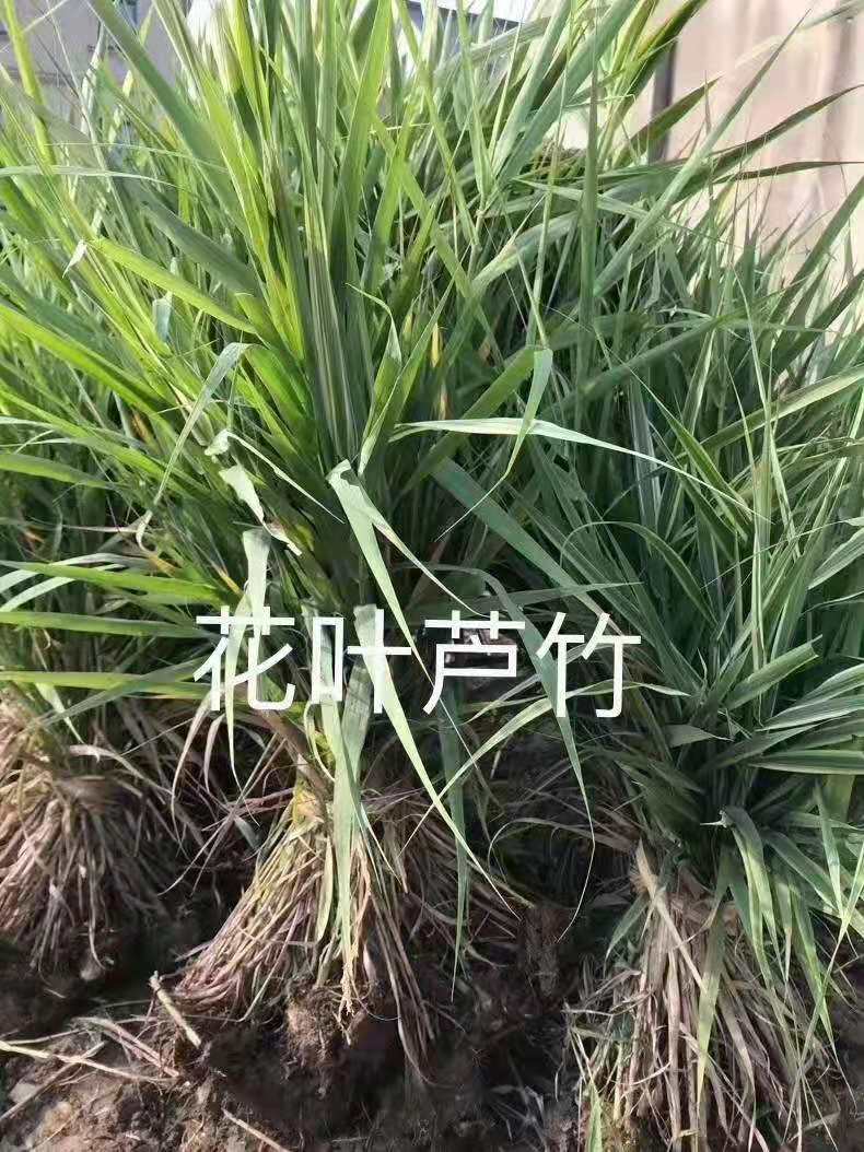 重庆水生植物