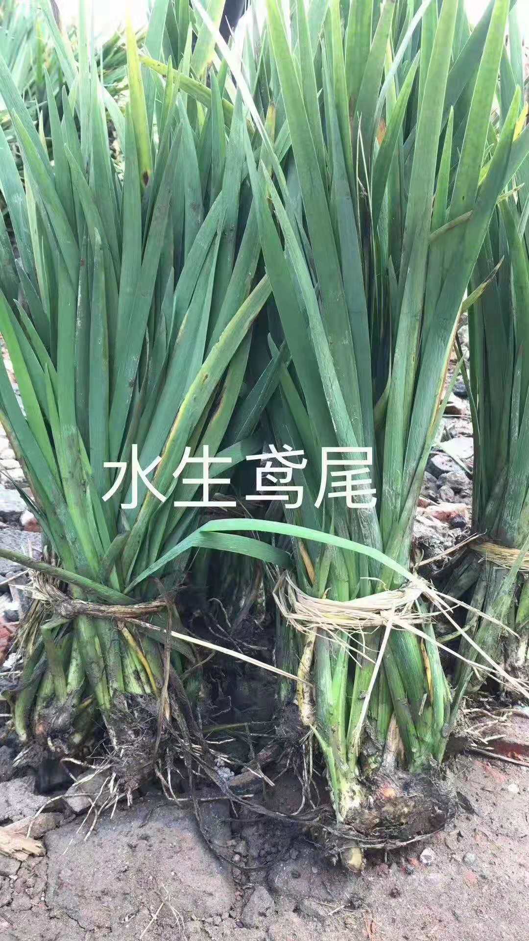 重庆水生植物