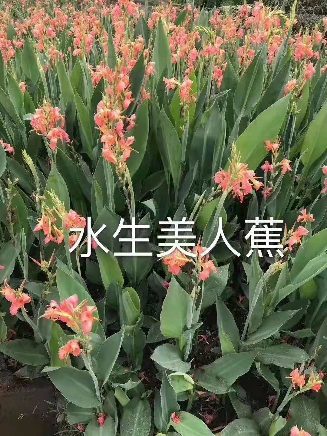 重庆水生植物