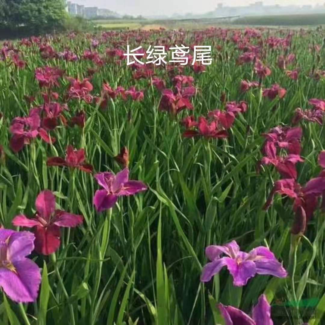 重庆长绿鸢尾批发