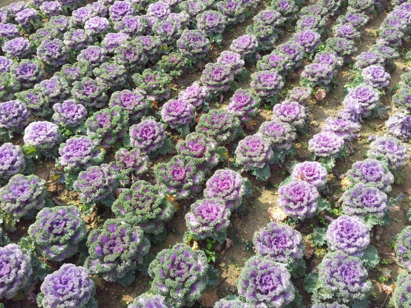 花卉苗木养殖中用肥的方法