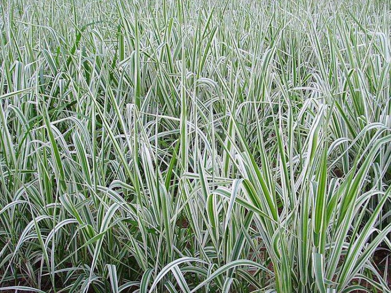 草花栽培时有哪些要点需要注意