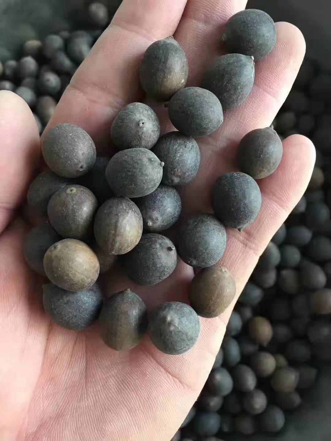 重庆荷花种苗