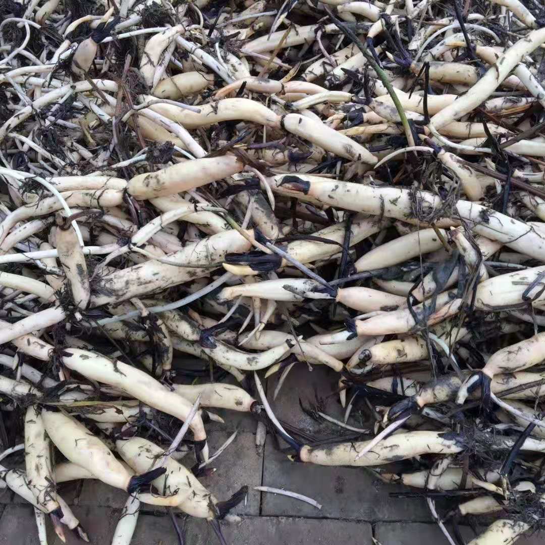 重庆莲藕批发