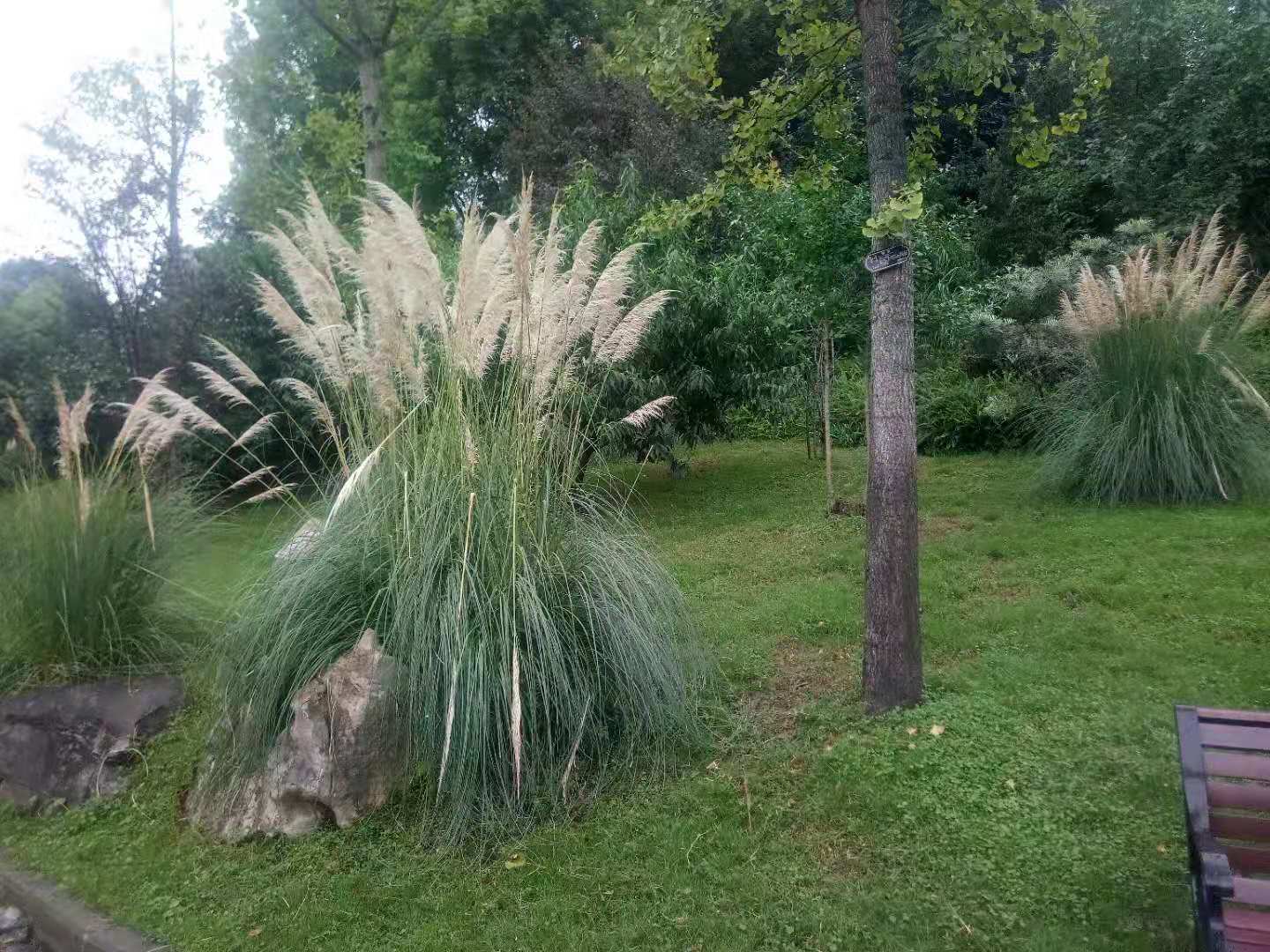 重庆水生植物