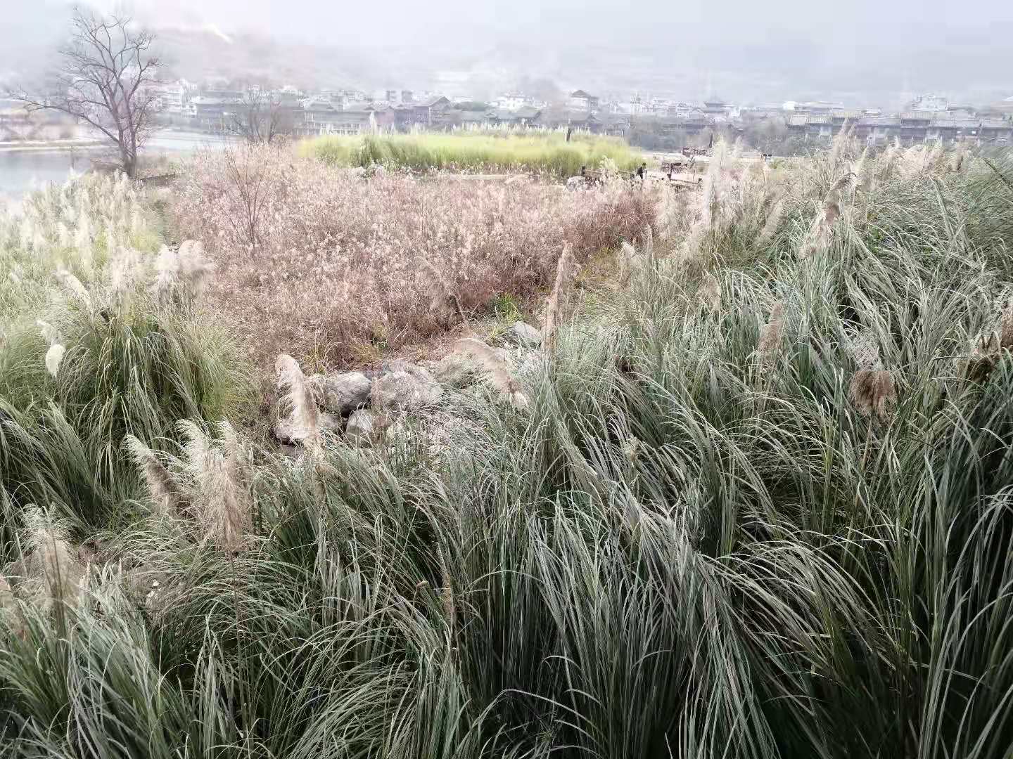 重庆水生植物