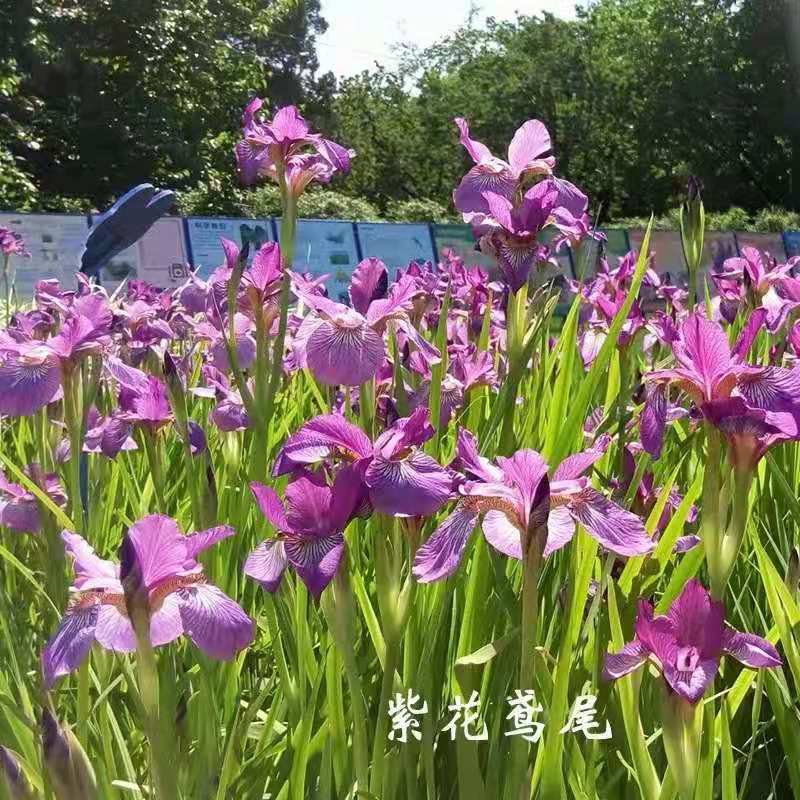 重庆水生植物