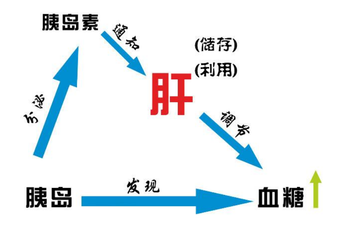 肝脏