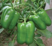 兰州新区科技项目申报