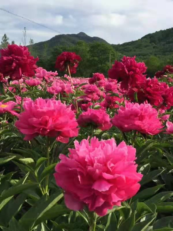 青山沟周边农家院