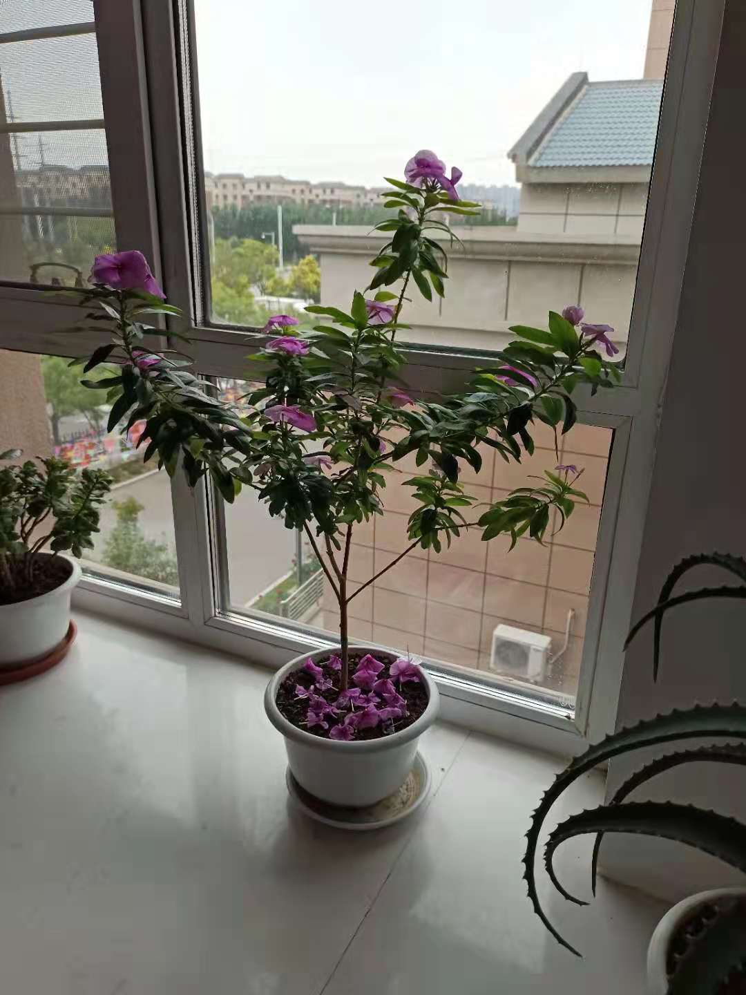 盘锦心理