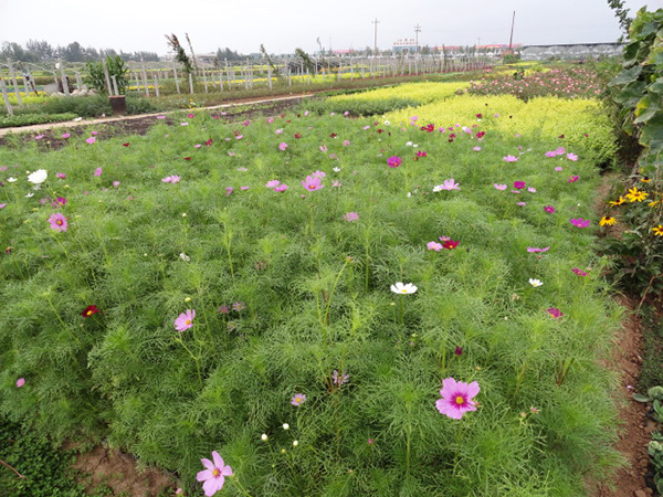 不同種類花卉對肥料的需求有哪些差異？