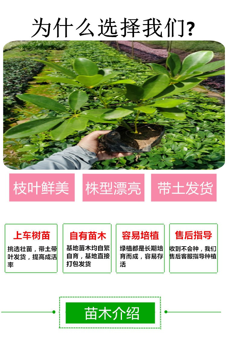 鸭脚木