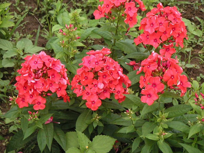 宿根花卉花坛的养护要点