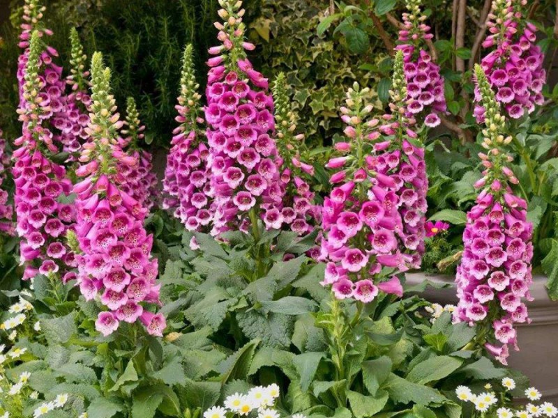 1627529768761823.jpg 柳叶马鞭草的育苗介绍