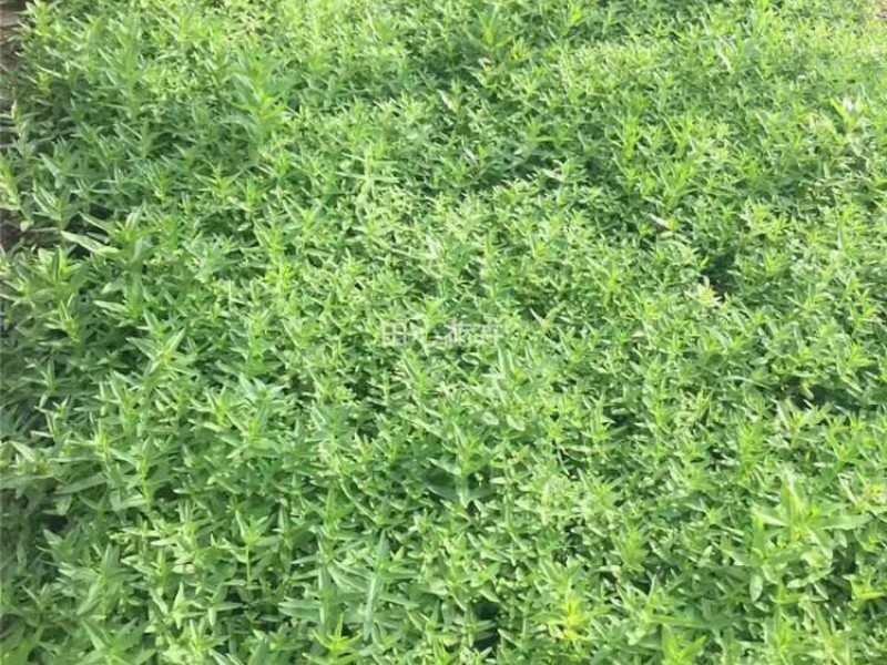 养护管理主要包括几个方面的工作