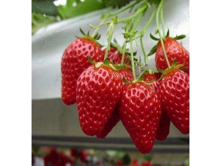 湖南章姬草莓苗