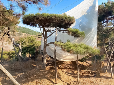 华山松·