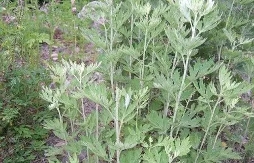 艾草