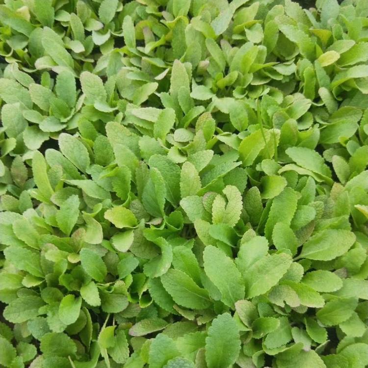 鼠尾草的栽培技术
