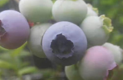 沈陽陸地藍莓