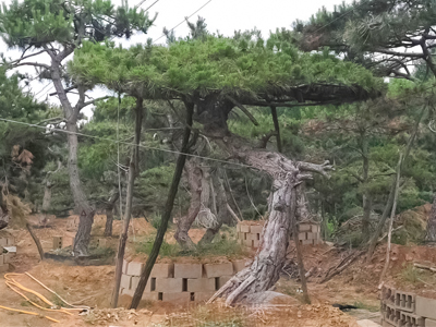 造型黑松